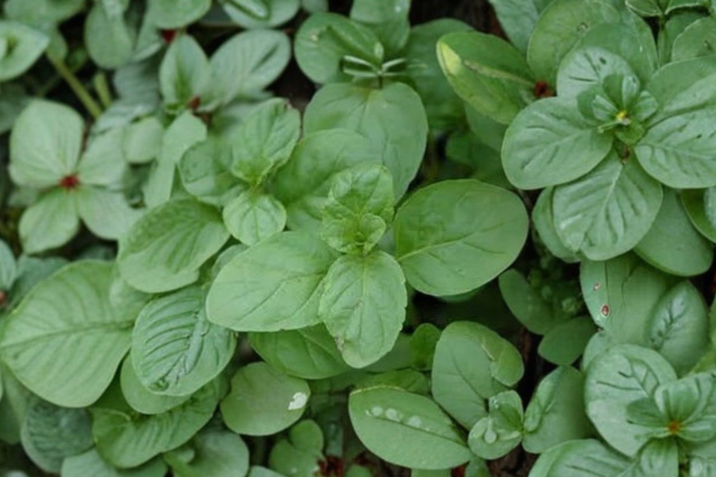 Lemon Bergamot Mint Live Plant | Mentha citrata | Citrus Scented Culinary Herb Starter Plant for Tea & Cocktails