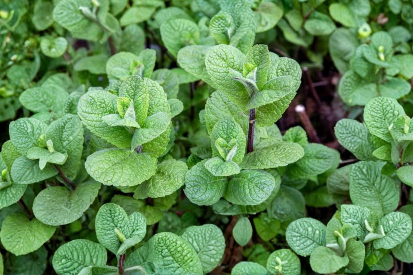 Mallow Mint Live Plant | Mentha Hybrid | Fragrant Culinary Herb Starter Plant for Tea, Cooking & Cocktails