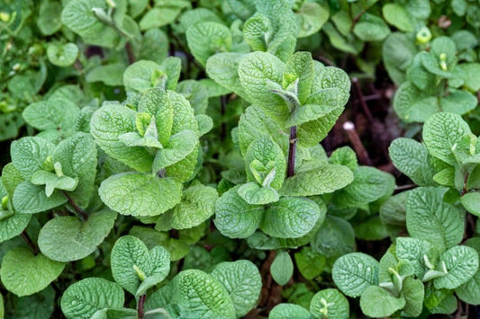 Mallow Mint Live Plant | Mentha Hybrid | Fragrant Culinary Herb Starter Plant for Tea, Cooking & Cocktails