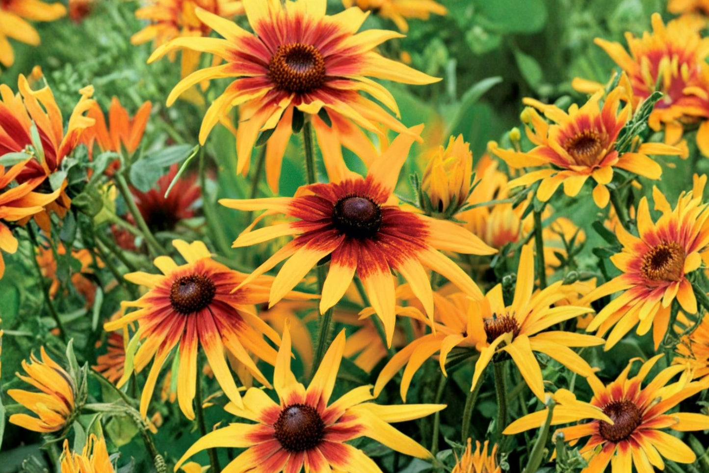Rudbeckia 'Cappuccino' Live Plant | Bronze Coneflower | Chocolate Foliage Pollinator Perennial Starter Plant