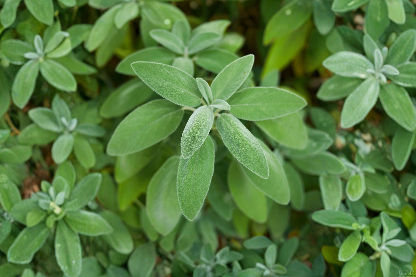 Common Sage Live Plant | Salvia officinalis | Culinary Sage Herb Starter Plant for Cooking & Pollinator Gardens