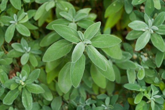 Common Sage Live Plant | Salvia officinalis | Culinary Sage Herb Starter Plant for Cooking & Pollinator Gardens