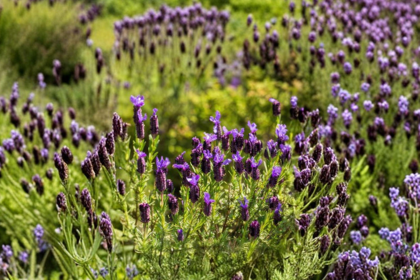 Spanish Lavender Live Plant | Lavandula pedunculata | Butterfly Lavender Fragrant Purple Starter Plant