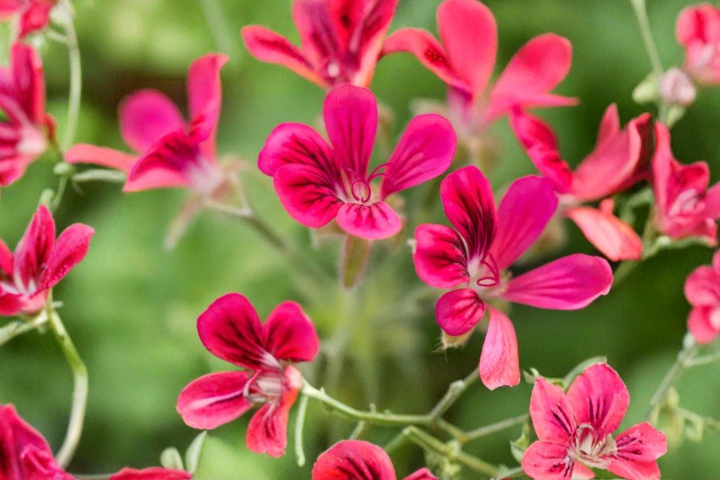 Fernleaf Scented Geranium Live Plant | Pelargonium | Fragrant Lacy Foliage Starter Plant for Patio & Containers