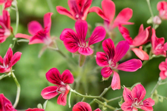 Fernleaf Scented Geranium Live Plant | Pelargonium | Fragrant Lacy Foliage Starter Plant for Patio & Containers