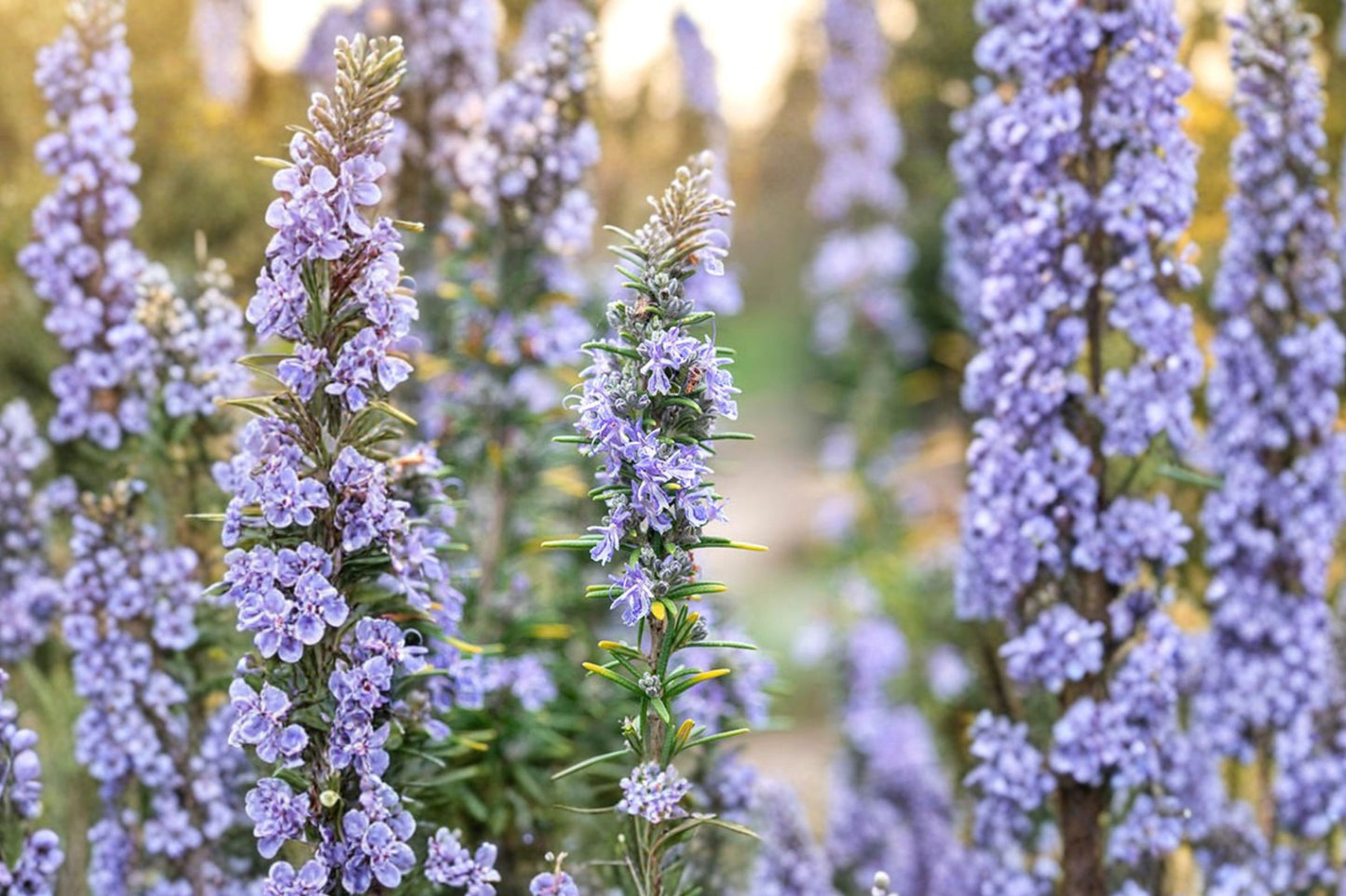 Miss Jessopp's Upright Rosemary Live Plant | Salvia rosmarinus | Fragrant Culinary Evergreen Herb Starter
