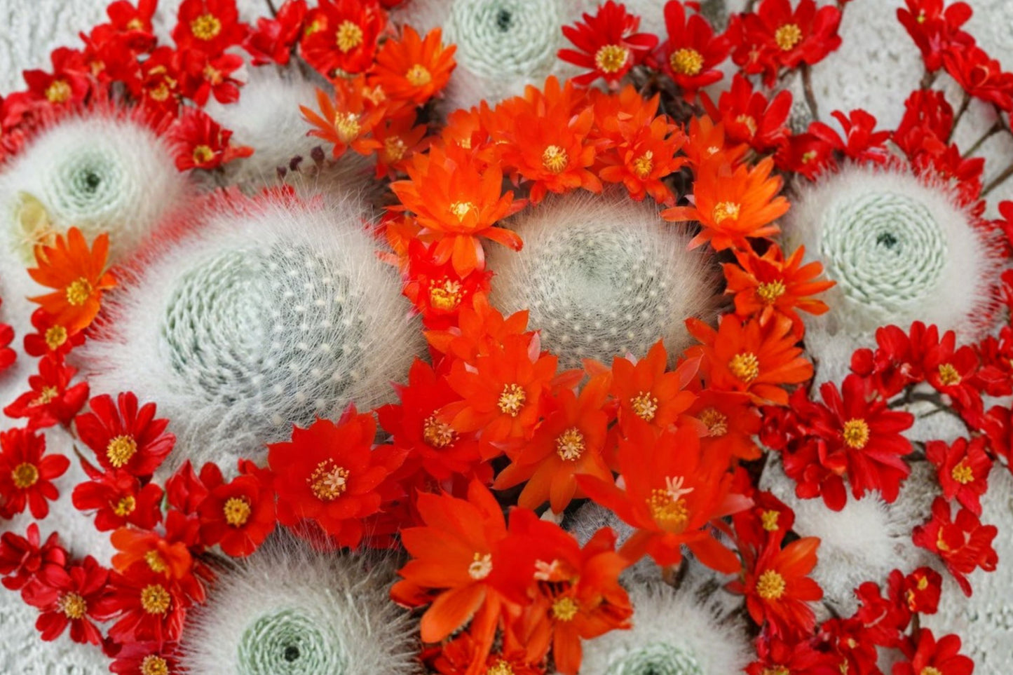 Rebutia albipilosa Live Cactus | White Spined Cactus Starter Plant | Orange Bloom Succulent