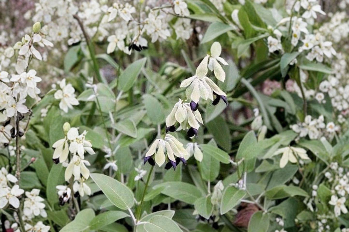 Peruvian Sage Live Plant | Salvia discolor | Black & Silver Sage Pollinator Starter Plant