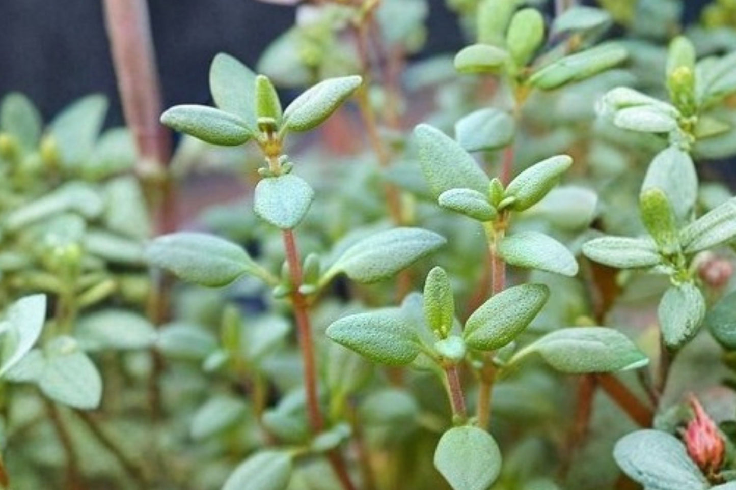 Longwood Thyme Live Plant | Thymus vulgaris 'Longwood' | Fragrant Culinary Herb Starter Plant