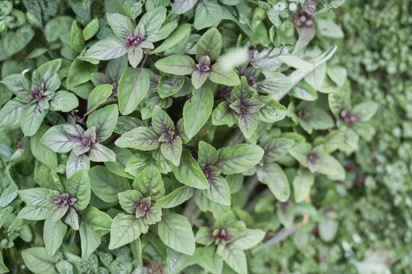 Variegated African Blue Basil Live Plant | Ocimum kilimandscharicum × basilicum | Fragrant Pollinator Herb Starter