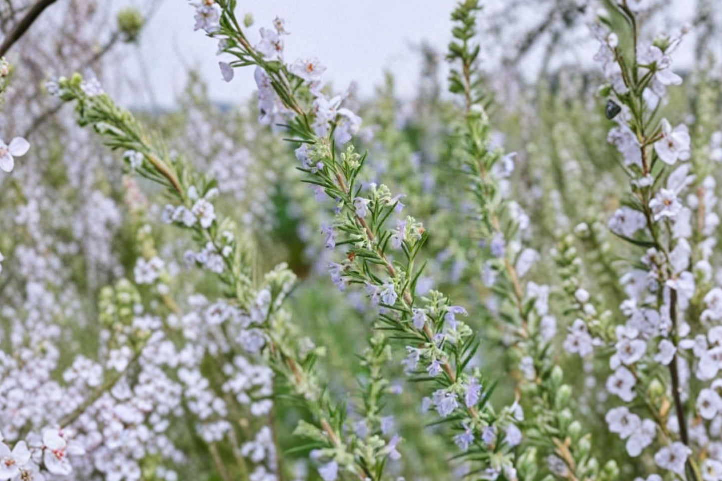 Upright Blue Rosemary Live Plant | Salvia rosmarinus | Fragrant Culinary Evergreen Herb Starter Plant