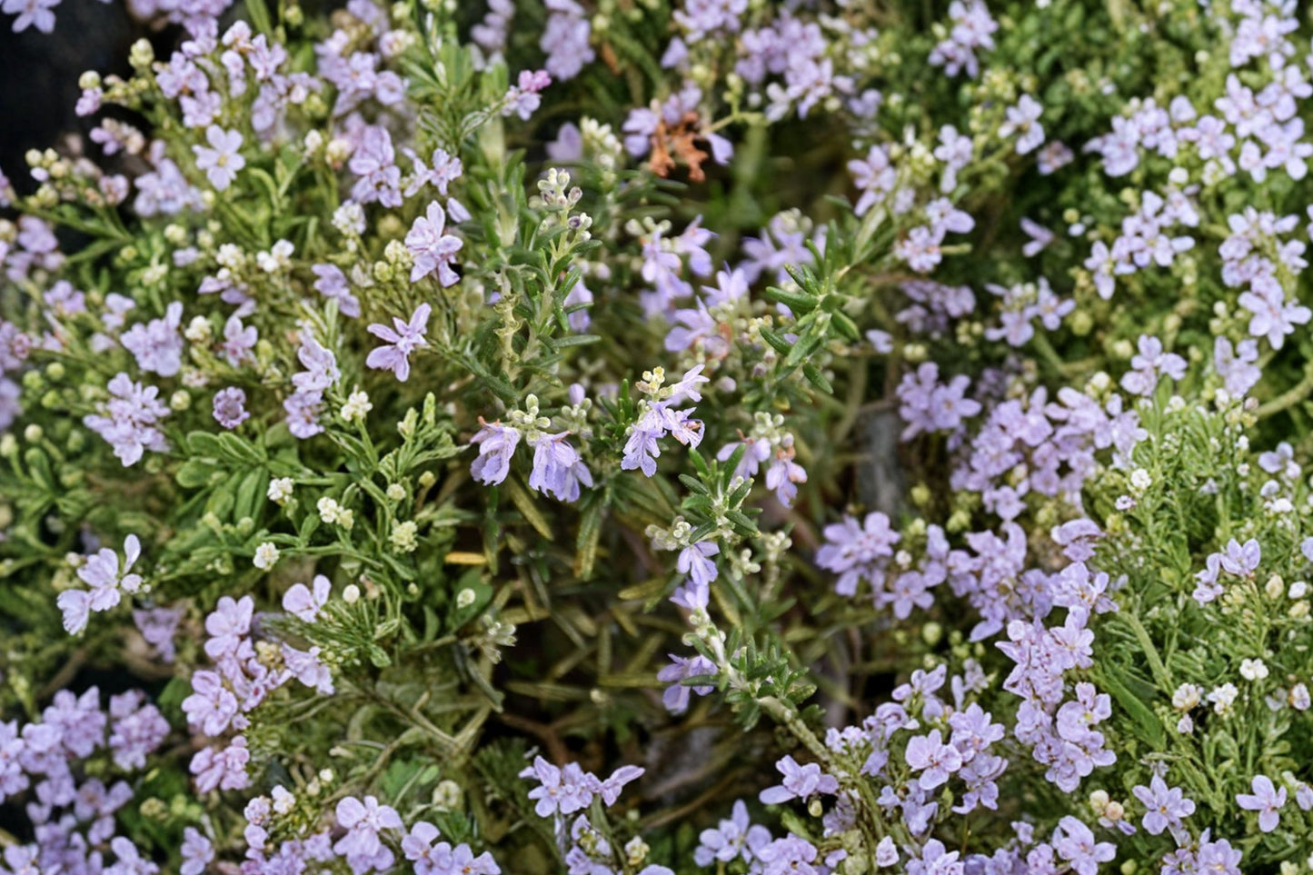 Huntington Carpet Rosemary Live Plant | Salvia rosmarinus 'Huntington Carpet' | Creeping Culinary Herb Starter