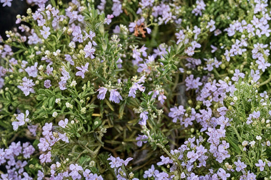 Huntington Carpet Rosemary Live Plant | Salvia rosmarinus 'Huntington Carpet' | Creeping Culinary Herb Starter