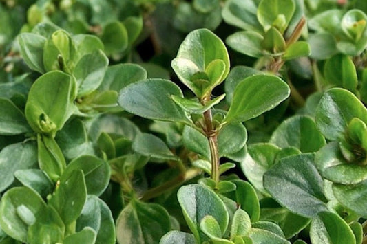 Tabor English Thyme Live Plant | Thymus vulgaris 'Tabor' | Fragrant Culinary Herb Starter Plant