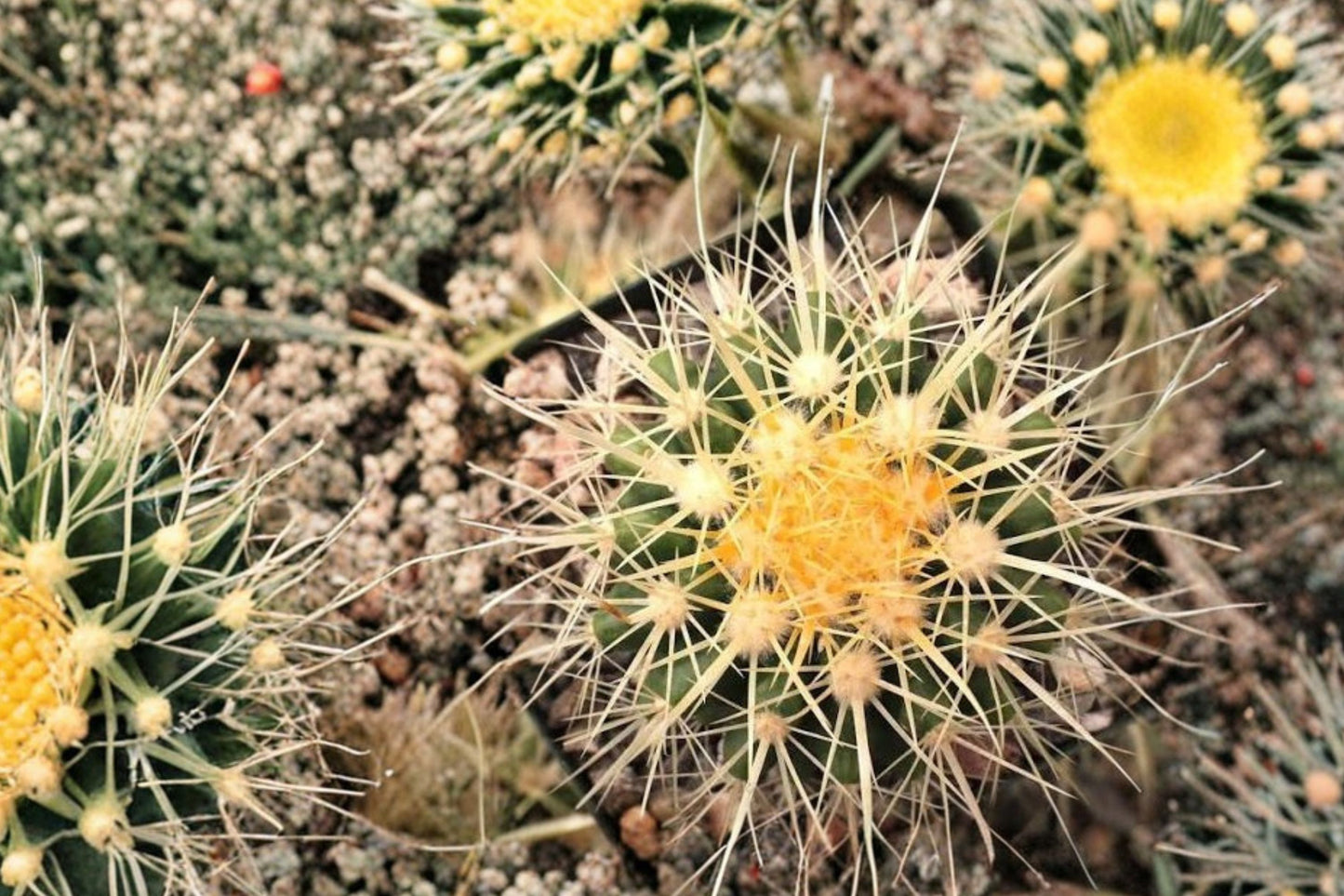 Golden Barrel Cactus Live Plant | Echinocactus grusonii | Easy Care Desert Succulent Starter Plant