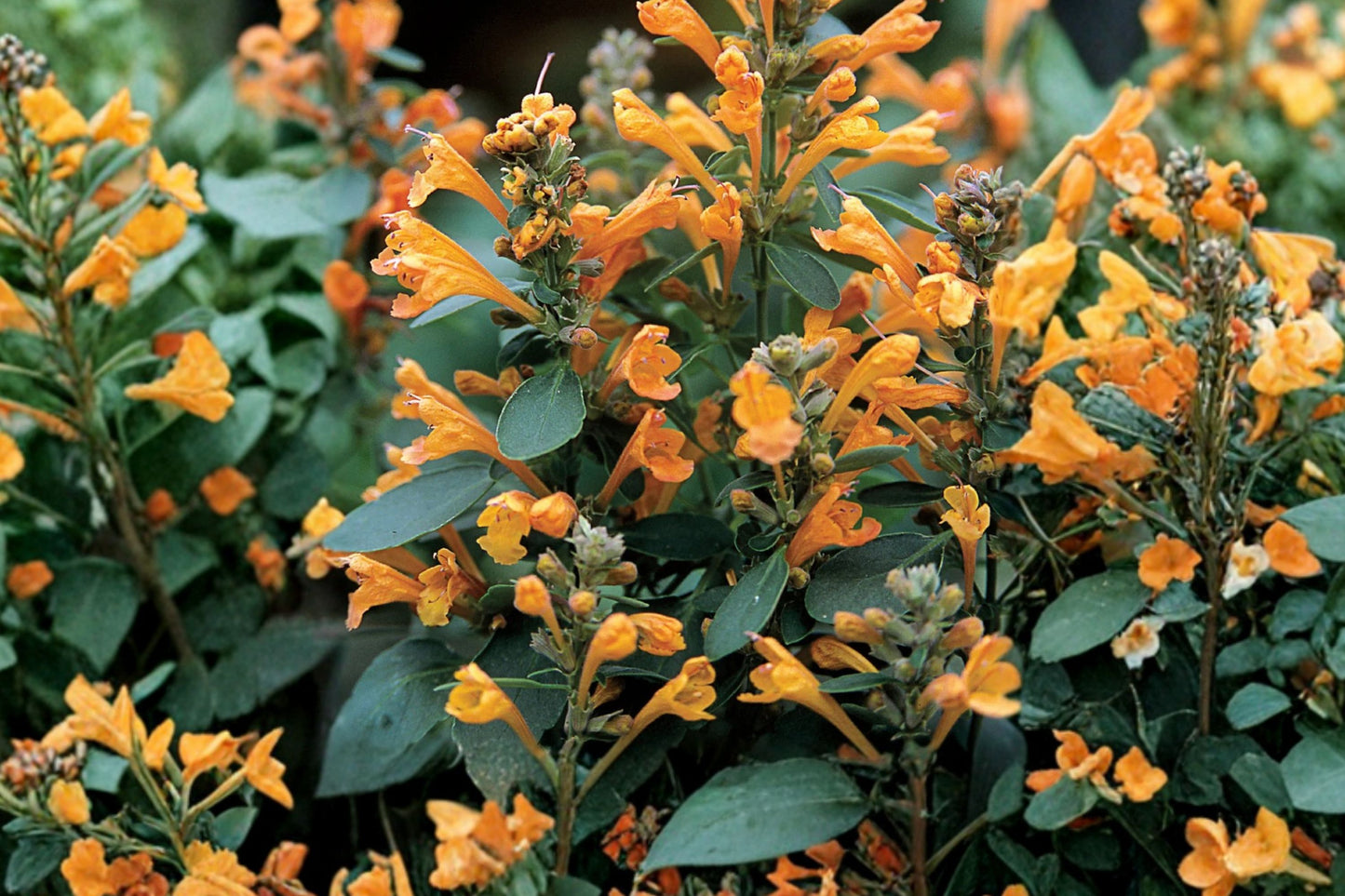 Agastache Arizona Sandstone Live Plant | Hummingbird Mint | Fragrant Pollinator Perennial Starter Plant