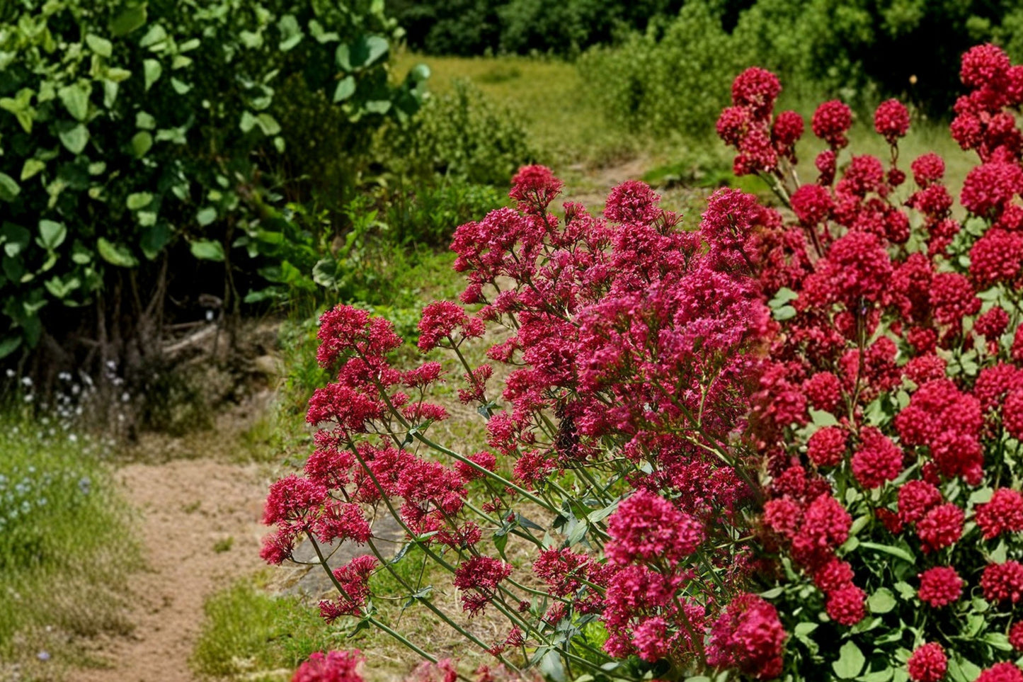 Jupiter's Beard Live Plant | Centranthus ruber | Red Valerian Pollinator Perennial Starter Plant