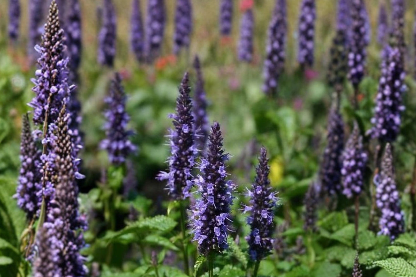 Agastache Astello Indigo Live Plant | Hummingbird Mint | Indigo Blue Pollinator Perennial Starter Plant