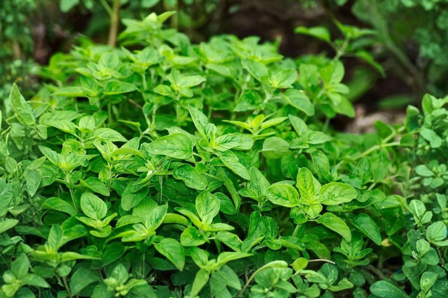 Supreme Oregano Live Plant | Origanum vulgare | Fragrant Culinary Herb Starter Plant for Cooking & Gardens