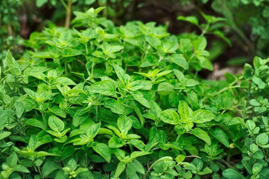 Supreme Oregano Live Plant | Origanum vulgare | Fragrant Culinary Herb Starter Plant for Cooking & Gardens
