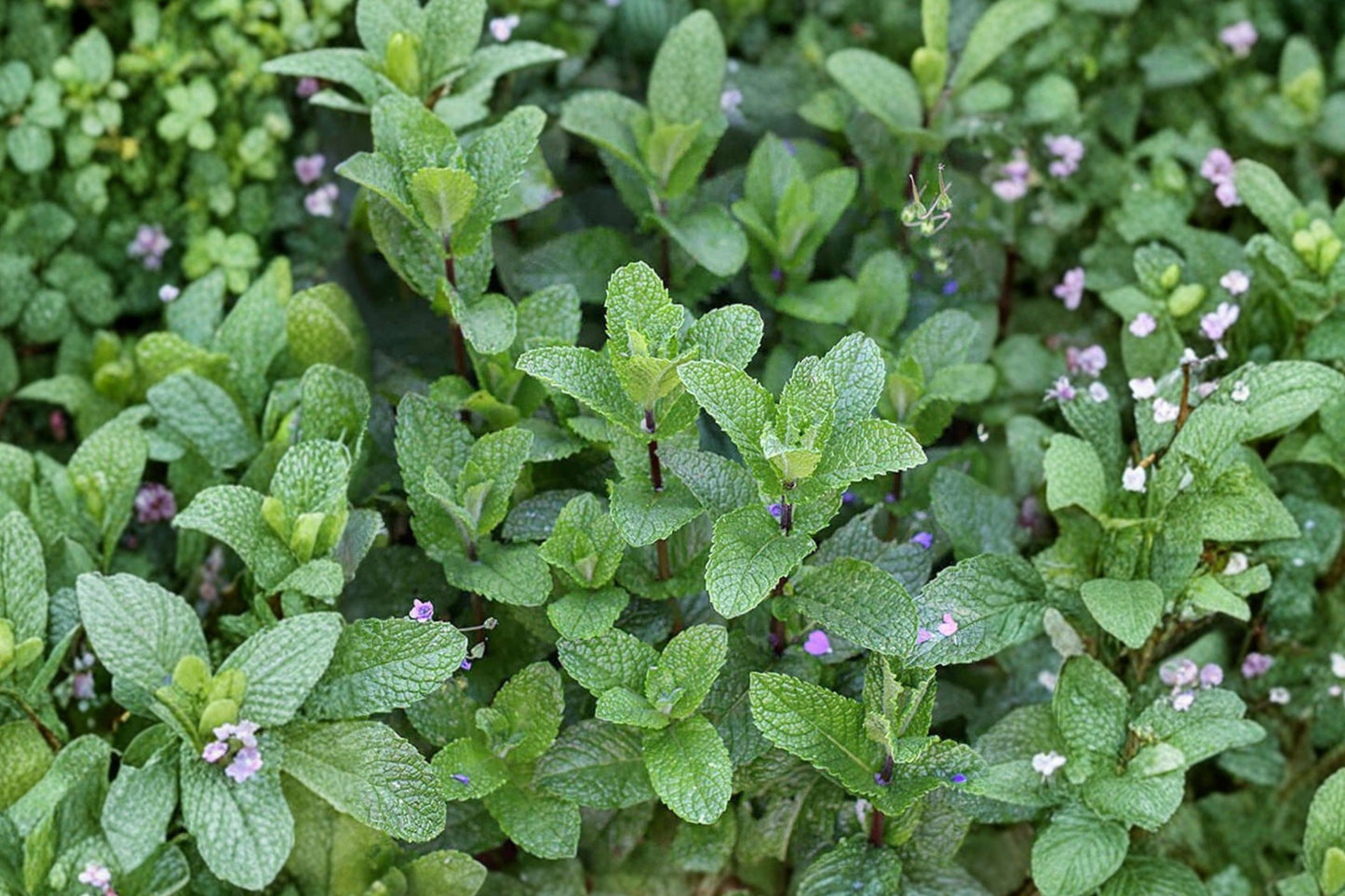 Ingauno Mint Live Plant | Mentha spicata | Aromatic Spearmint Culinary Herb Starter Plant for Tea & Cooking