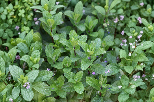 Ingauno Mint Live Plant | Mentha spicata | Aromatic Spearmint Culinary Herb Starter Plant for Tea & Cooking