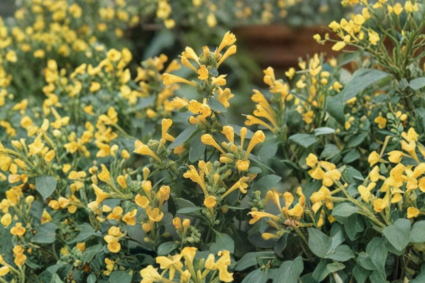 Agastache Arizona Sun Live Plant | Hummingbird Mint | Golden Yellow Pollinator Perennial Starter Plant