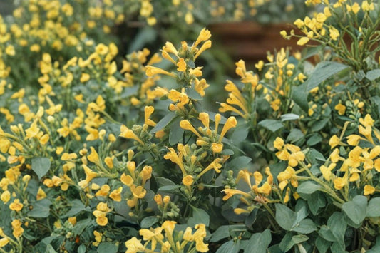 Agastache Arizona Sun Live Plant | Hummingbird Mint | Golden Yellow Pollinator Perennial Starter Plant