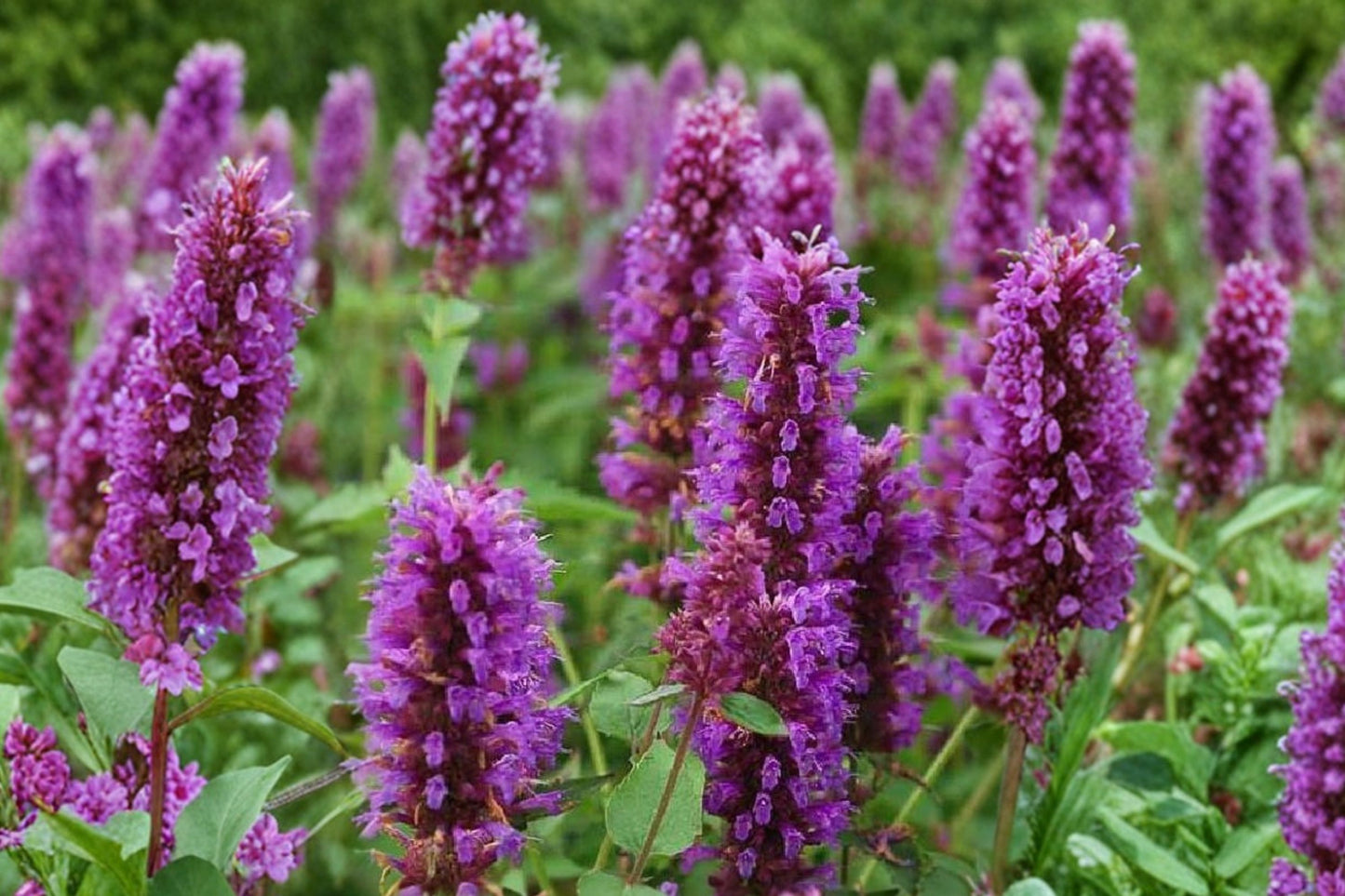 Agastache Bolero Live Plant | Hummingbird Mint | Purple Pollinator Perennial Starter Plant