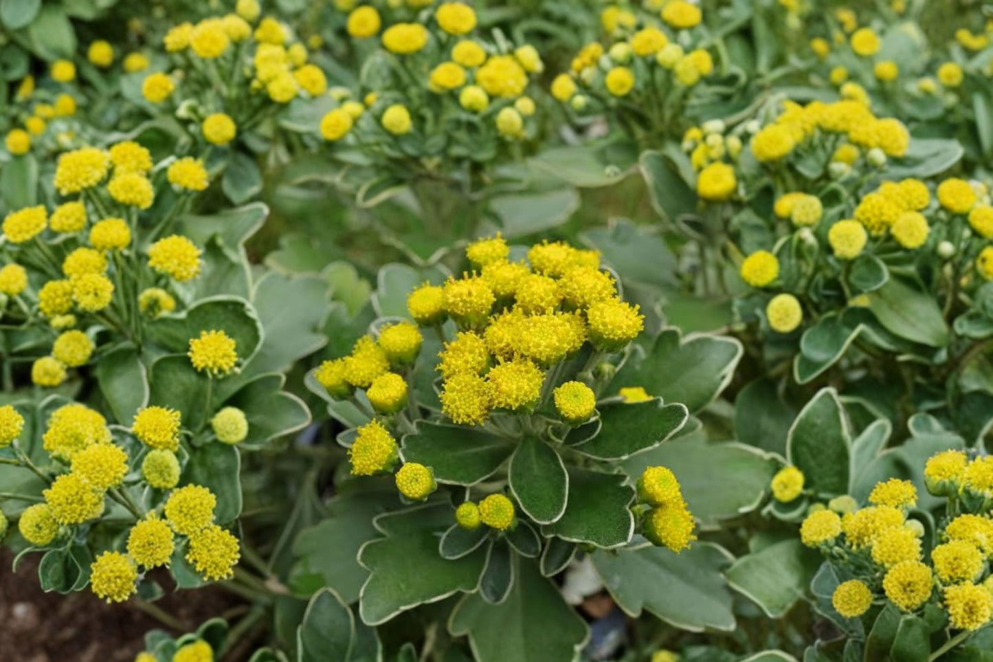 Silver & Gold Chrysanthemum Live Plant | Ajania pacifica (Syn. Chrysanthemum pacificum) | Evergreen Starter Plant