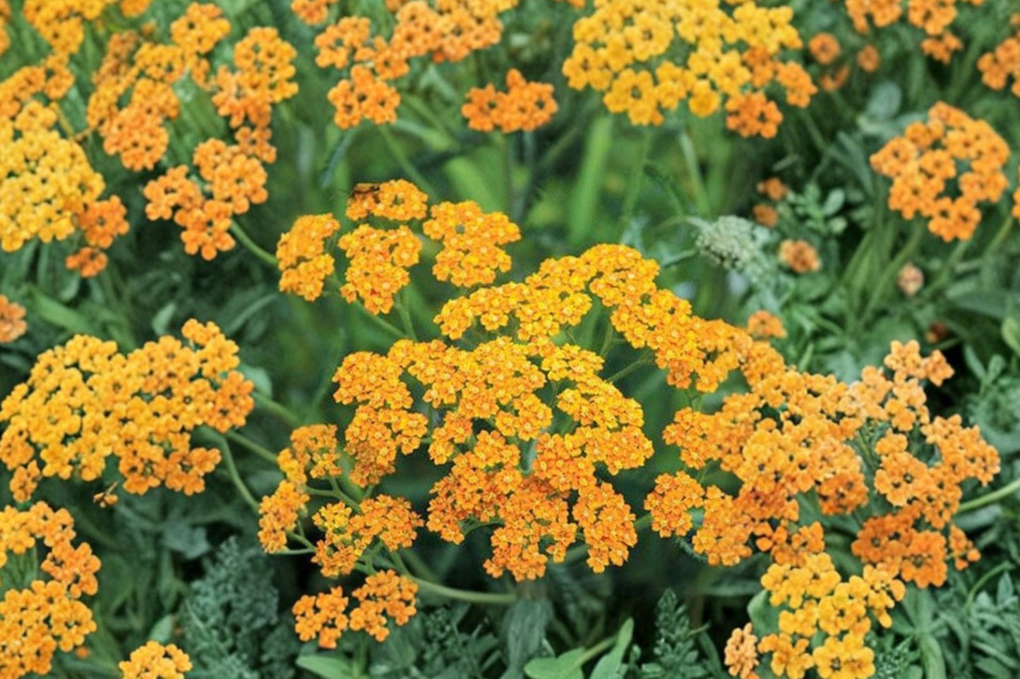 Achillea Milly Rock Yellow Terracotta Live Plant | Yarrow Pollinator Perennial Starter Plant