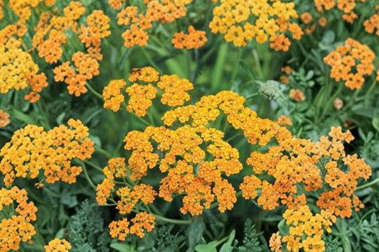 Achillea Milly Rock Yellow Terracotta Live Plant | Yarrow Pollinator Perennial Starter Plant
