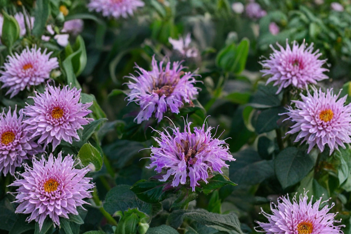 Monarda Sugar Buzz Blue Moon Live Plant | Bee Balm | Lavender Blue Pollinator Perennial Starter Plant