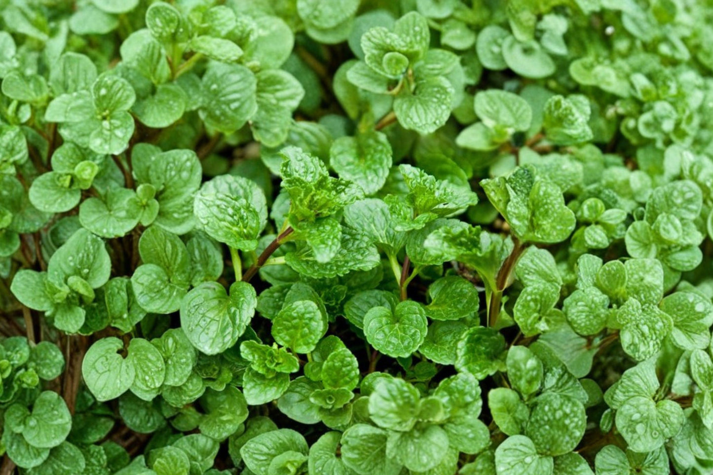 Chewing Gum Mint Live Plant | Mentha × piperita | Sweet Aromatic Culinary Herb Starter Plant for Tea & Cocktails