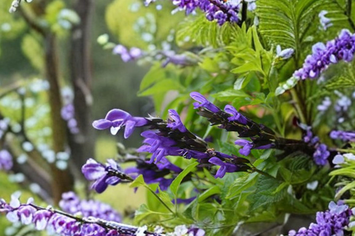 Salvia Bodacious Hummingbird Falls Live Plant | Trailing Sage | Purple Pollinator Starter Plant