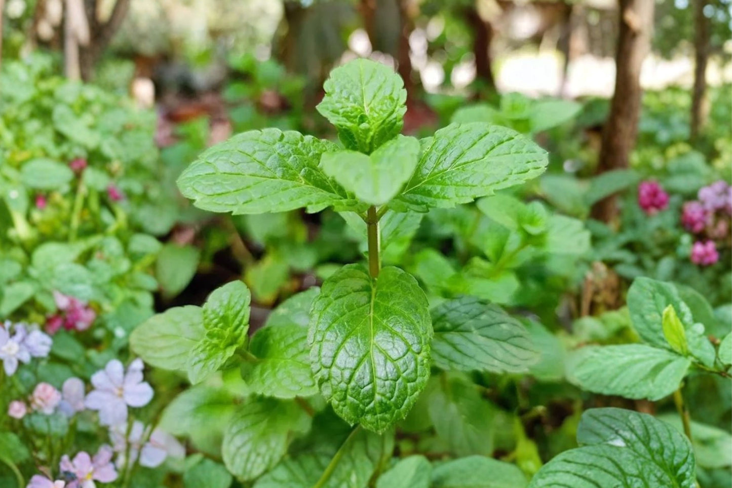 Peppermint Live Plant | Mentha × piperita | Fragrant Culinary Herb Starter Plant for Tea, Cooking & Cocktails