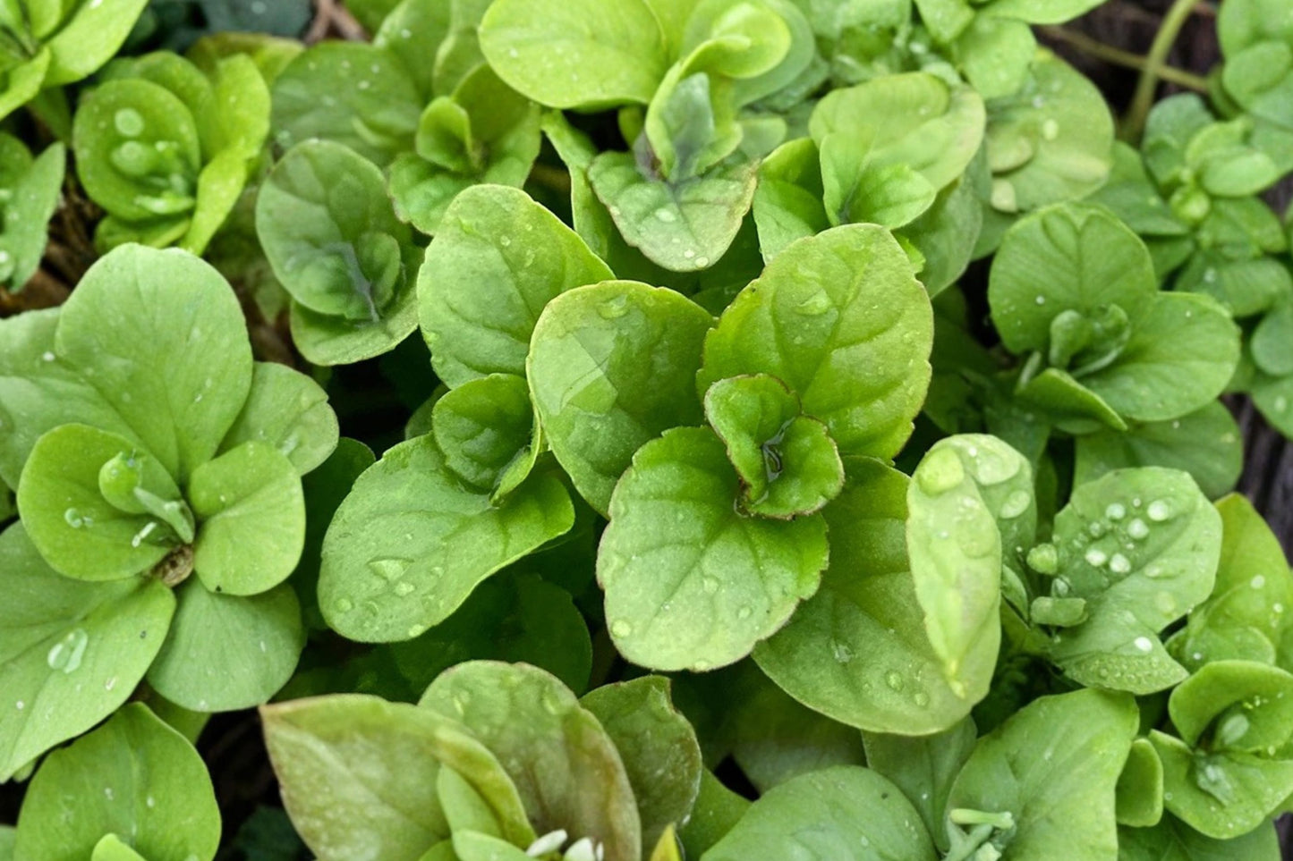 Orange Bergamot Mint Live Plant | Mentha citrata | Citrus Scented Culinary Herb Starter Plant for Tea & Cocktails