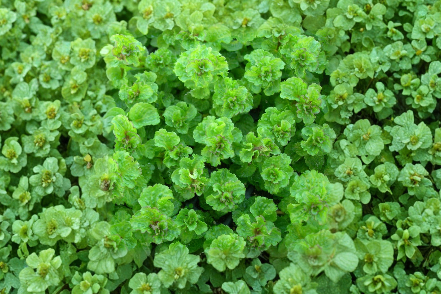 Crisped Scotch Mint Live Plant | Mentha spicata | Curled Leaf Aromatic Culinary Herb Starter Plant