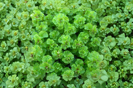 Crisped Scotch Mint Live Plant | Mentha spicata | Curled Leaf Aromatic Culinary Herb Starter Plant