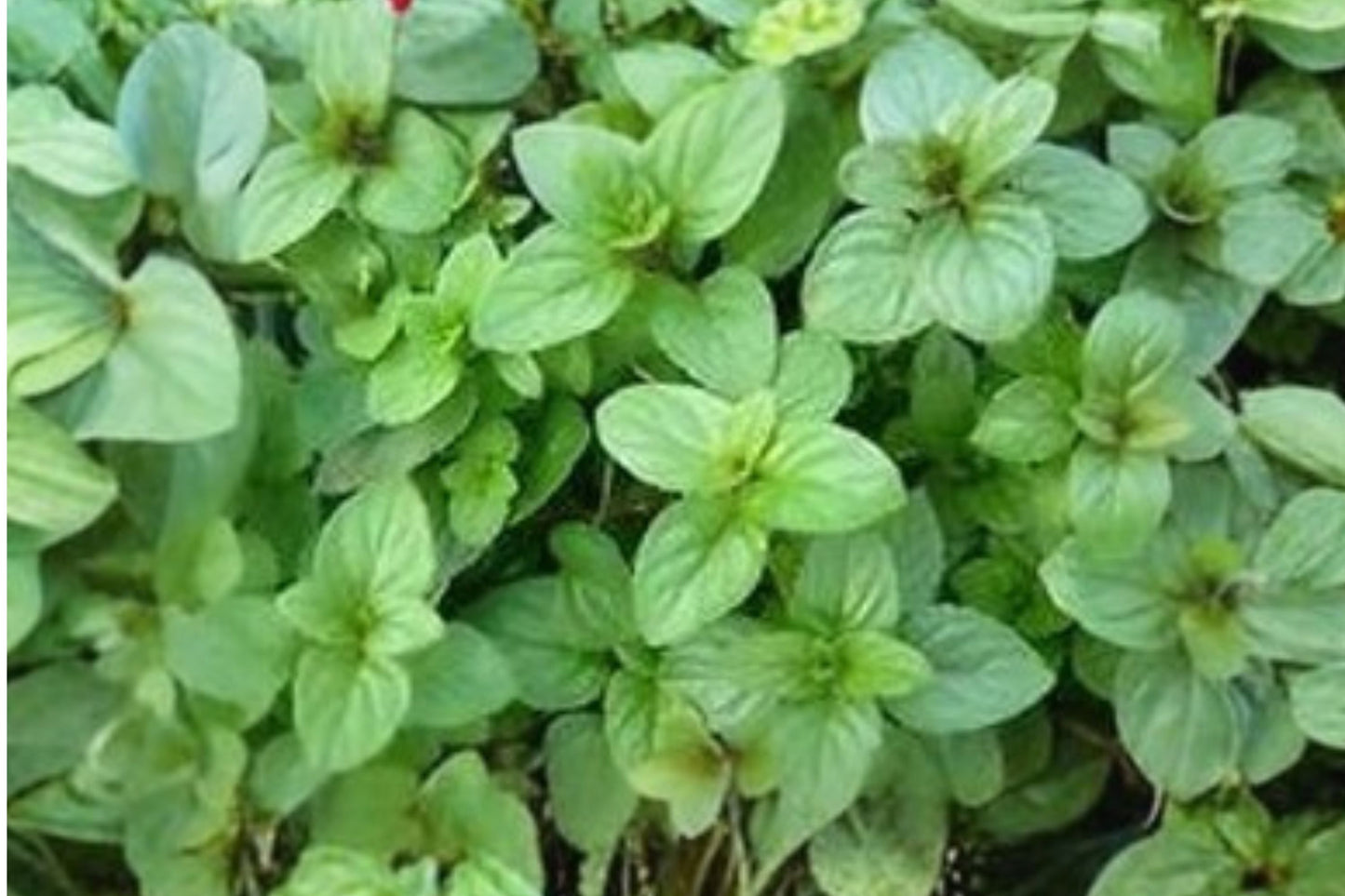 Blue Balsam Mint Live Plant | Mentha Hybrid | Fragrant Culinary Herb Starter Plant for Tea & Cooking