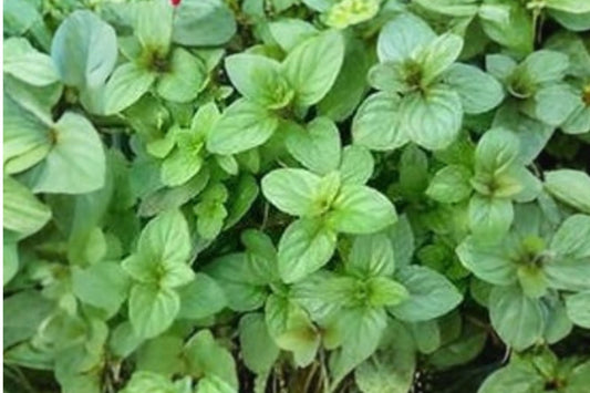 Blue Balsam Mint Live Plant | Mentha Hybrid | Fragrant Culinary Herb Starter Plant for Tea & Cooking