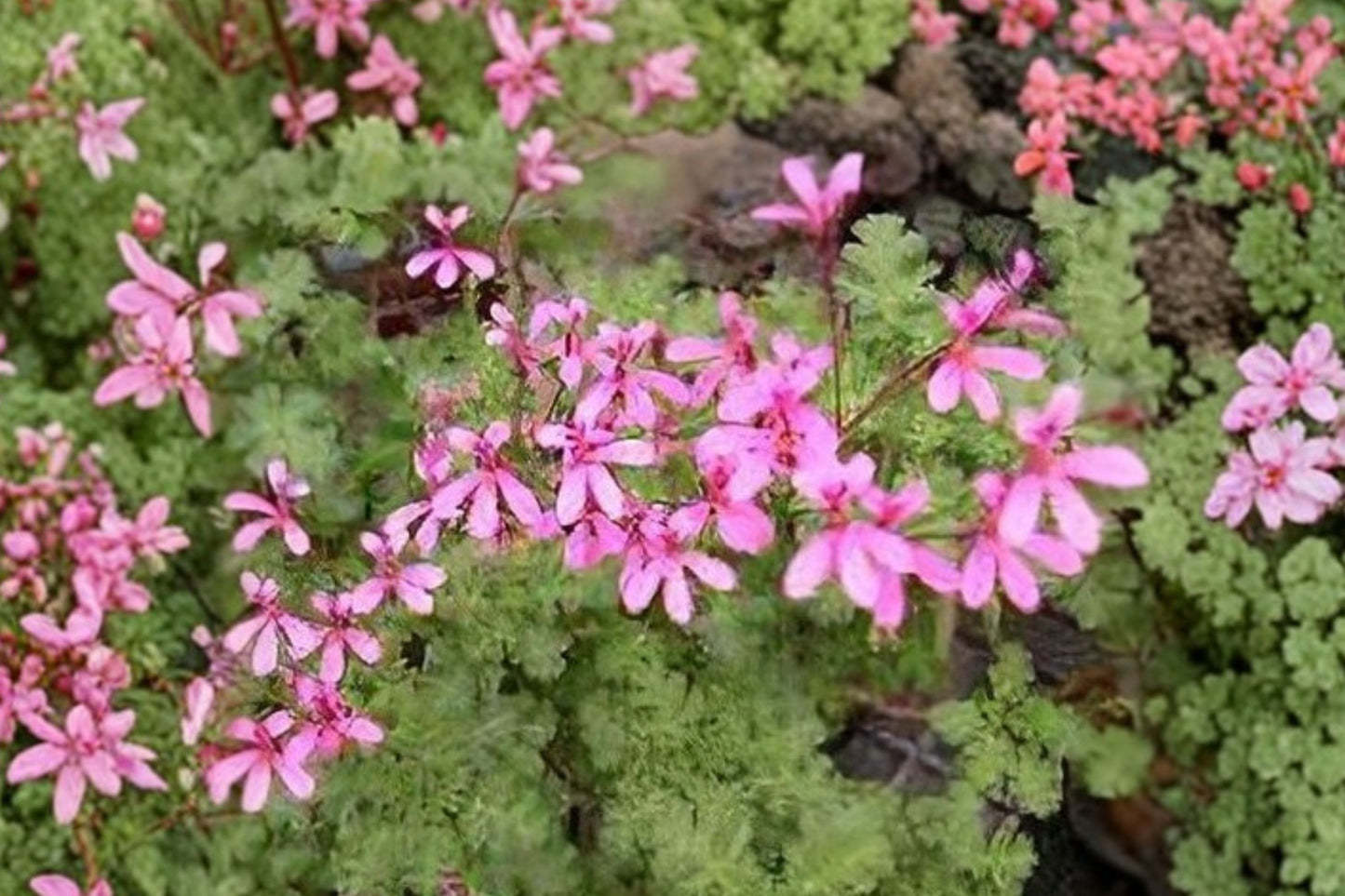 Pelargonium ionidiflorum Live Plant | Violet Flower Scented Geranium | Rare Perennial Starter Plant