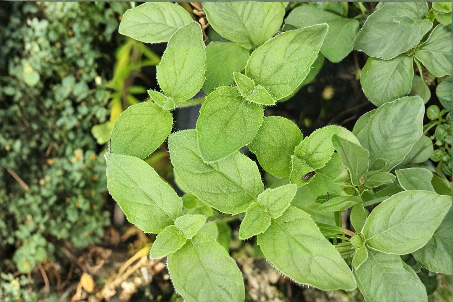 Winter Mint Live Plant | Mentha Hybrid | Aromatic Culinary Herb Starter Plant for Tea & Cooking