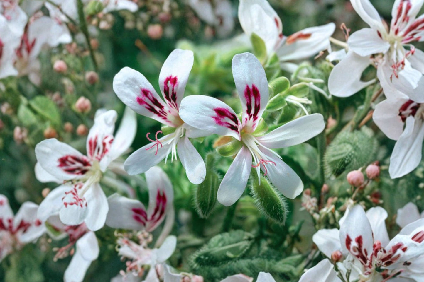 Pungent Peppermint Scented Geranium Live Plant | Pelargonium | Fragrant Aromatic Starter Plant