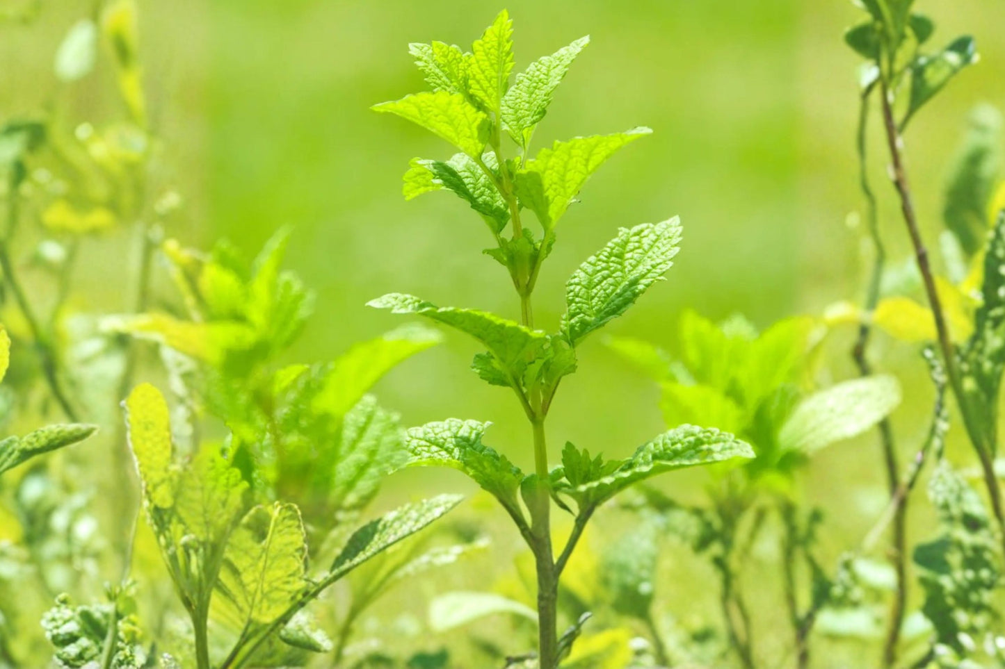 Amsterdam Lemon Mint Live Plant | Mentha Hybrid | Lemon Scented Culinary Herb Starter Plant for Tea & Cooking