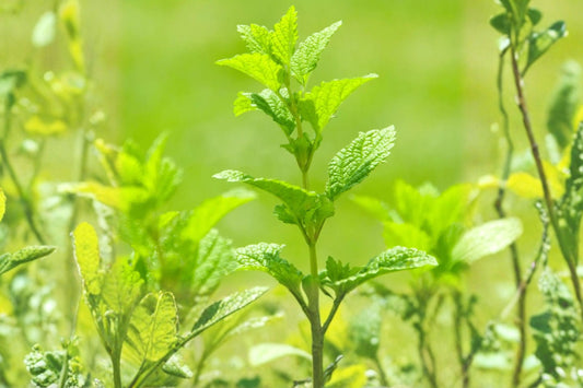 Amsterdam Lemon Mint Live Plant | Mentha Hybrid | Lemon Scented Culinary Herb Starter Plant for Tea & Cooking