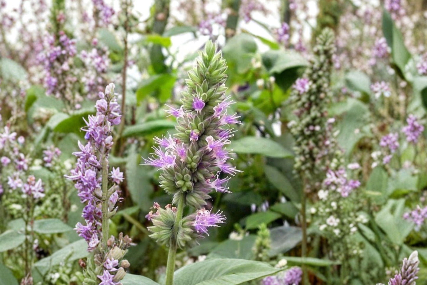 Patchouli Live Plant | Pogostemon cablin | Fragrant Tropical Herb Starter Plant for Containers & Gardens