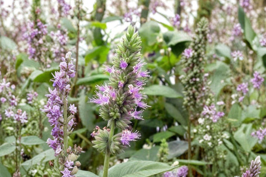 Patchouli Live Plant | Pogostemon cablin | Fragrant Tropical Herb Starter Plant for Containers & Gardens