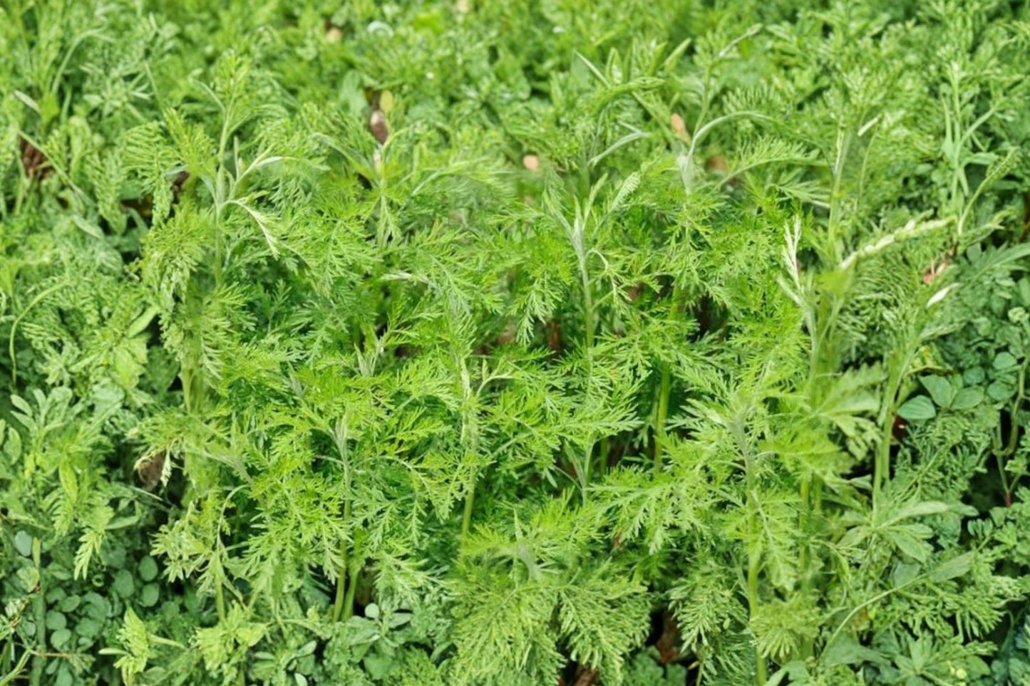 Camphor Southernwood Live Plant | Artemisia abrotanum | Fragrant Silver Herb Starter Plant