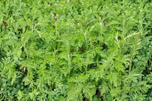 Camphor Southernwood Live Plant | Artemisia abrotanum | Fragrant Silver Herb Starter Plant